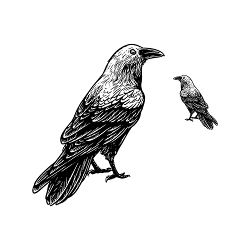 Crows